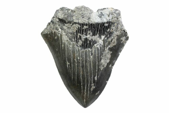 Partial, Fossil Megalodon Tooth - Serrated Edge #370229